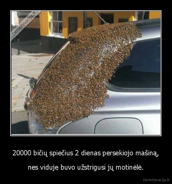 bites,masiina,spiecius,motinele