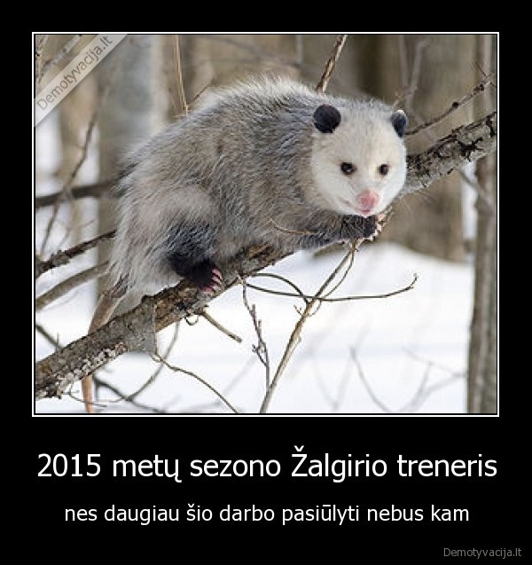 zalgiris,treneris