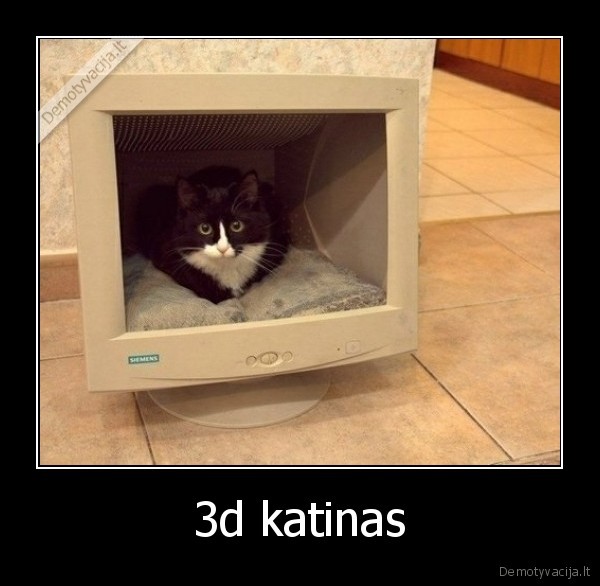 3d katinas