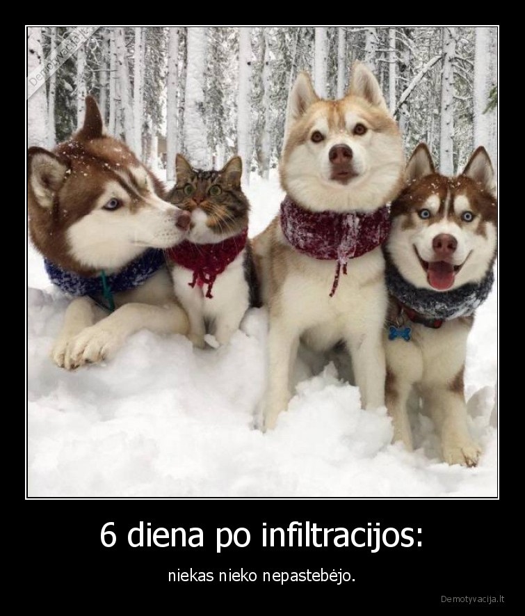 kate,katinas,suo,infiltracija,sunys