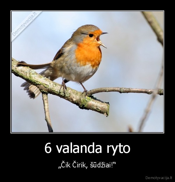 paukstukas,paukscio, giesme,ankstyvas, rytas
