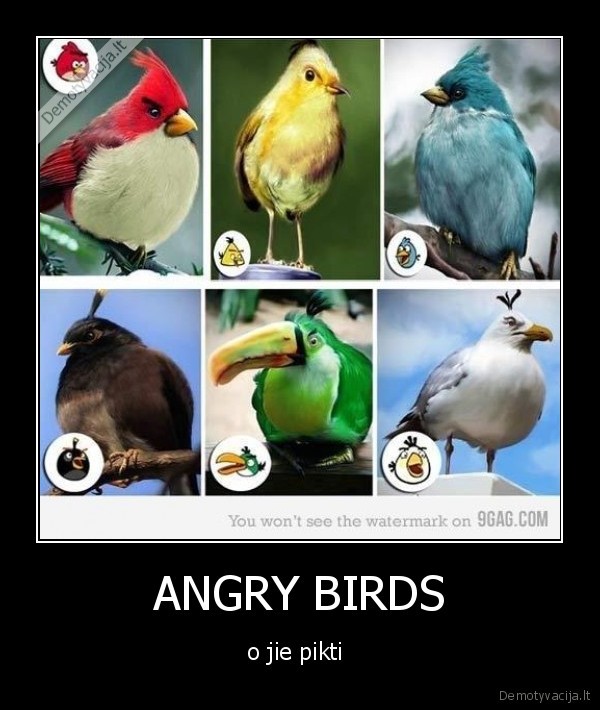 pyktis,angry, birds