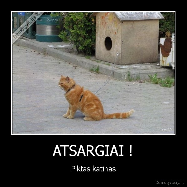 atsargiai, piktas, katinas,ne, kubilius