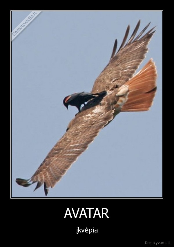 avatar