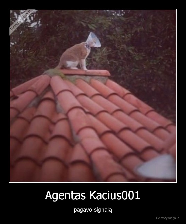 katinas,signalas,agentas