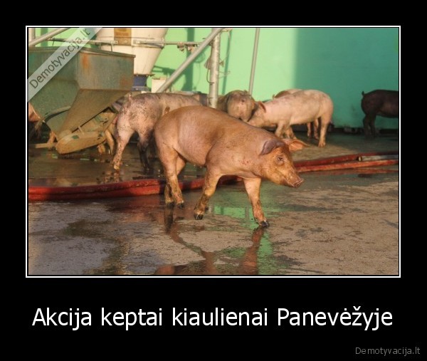 kiaules,gaisras,panevezys