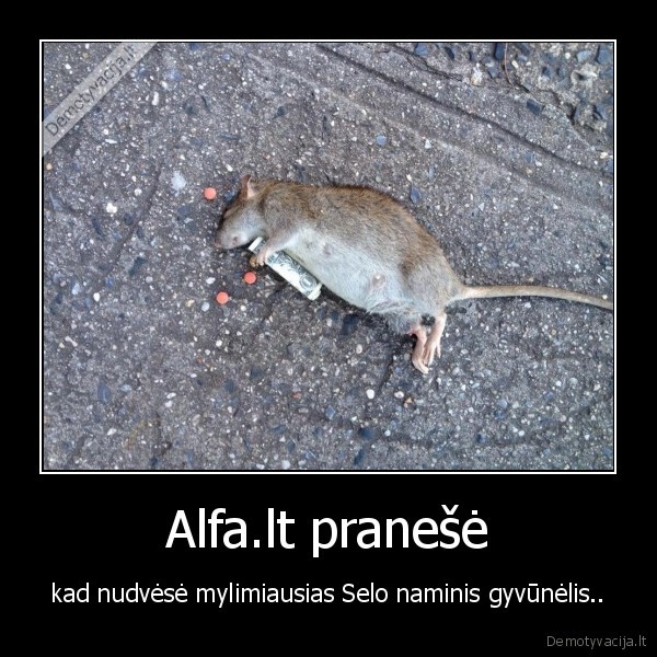 sel,ziurke,nudvese,gaila
