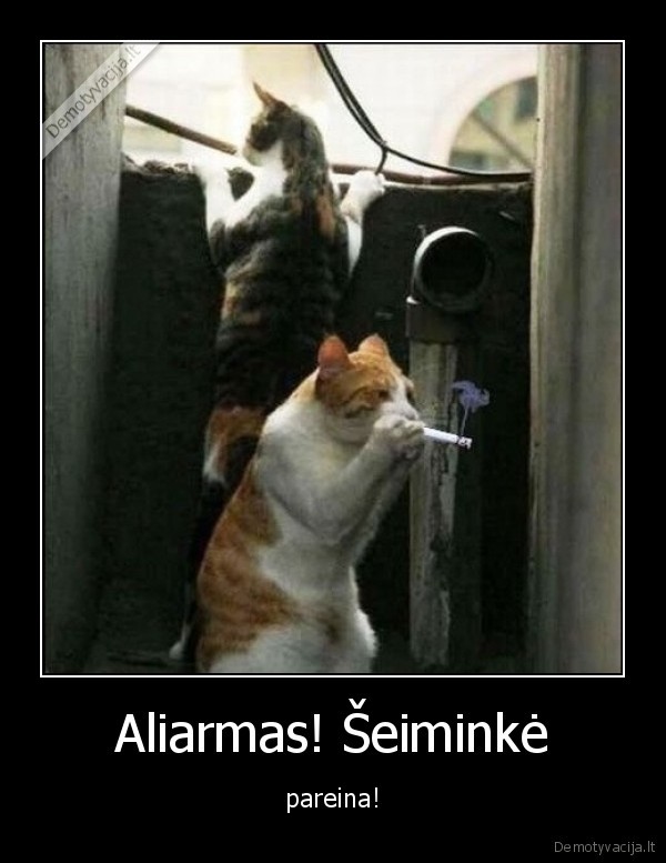 katinas,rukyt