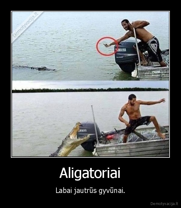 aligatorius,pirstas,parode