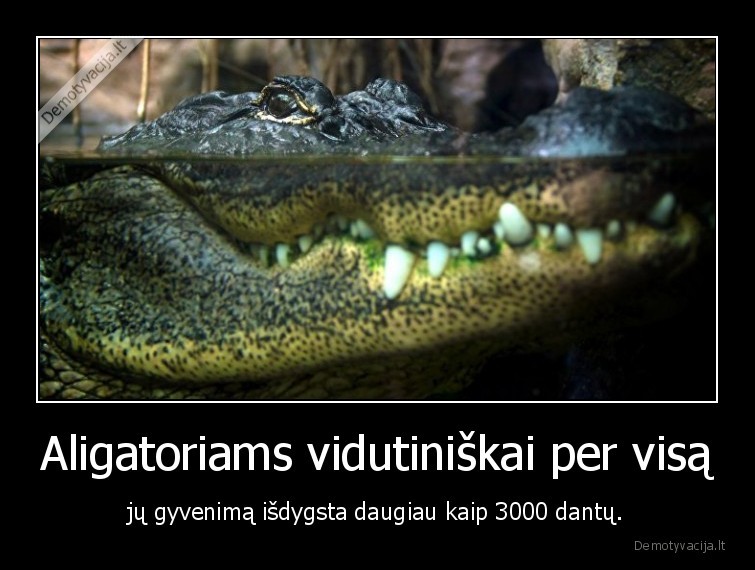 faktai,idomybes,gyvunai,aligatoriai,dantys,gamta