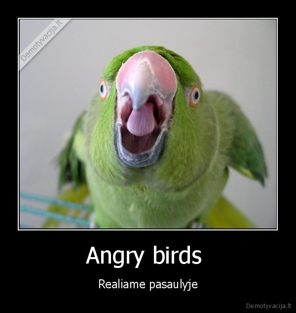 Angry birds 