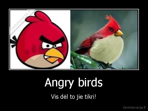Angry birds