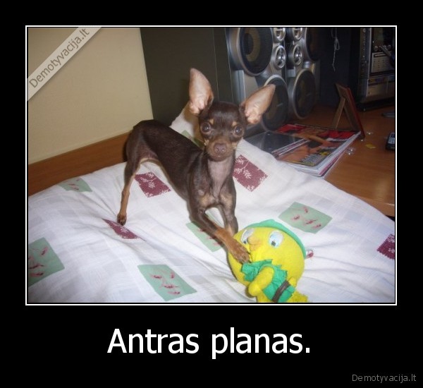 playboy,studentai,darbas,juokas,humoras,geras,nesveikai
