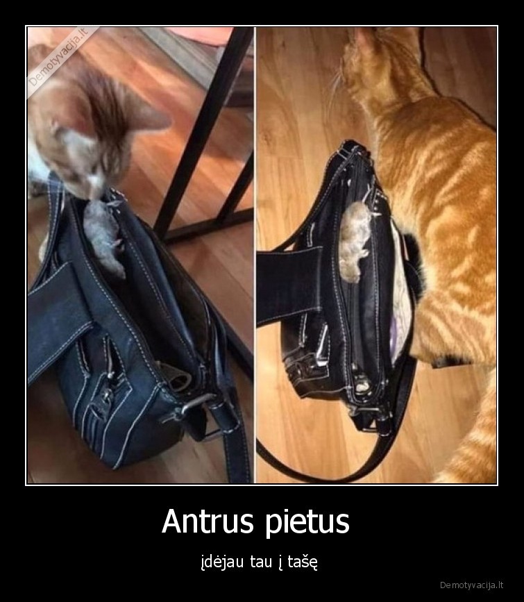 katinas,pele,tase,pietus