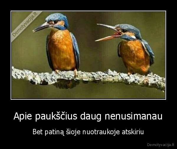 pauksciai,barasi, zmona