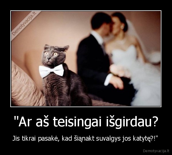 katinas,pussy