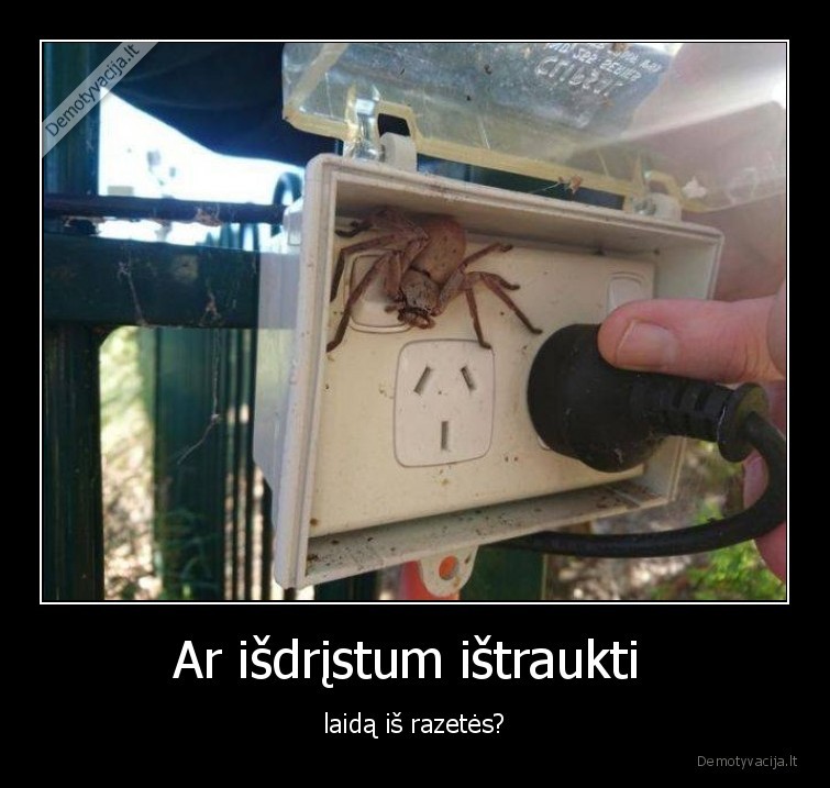 voras,laidas,klausimas,ar, isdristum