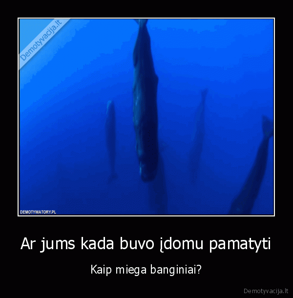 miegantys, banginiai,banginiai, miega