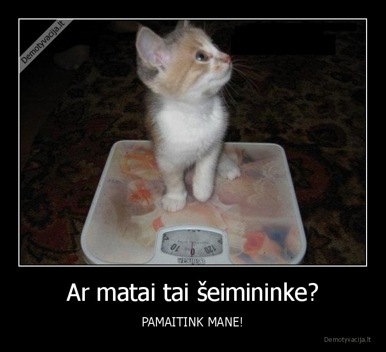 katinas,svoris,maitink,maistas