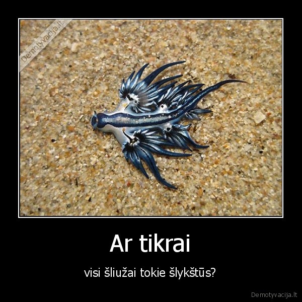 glaucus, atlanticus