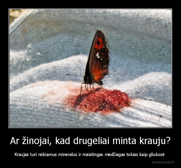 drugeliai,kraujas,baisu