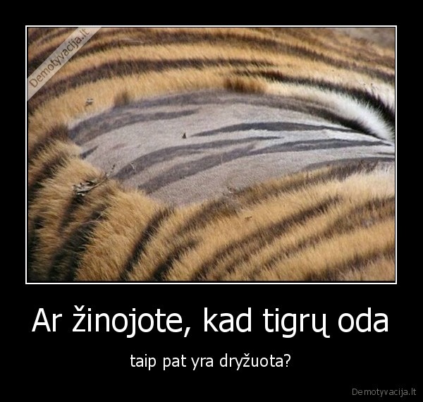 tigras,oda,kailis