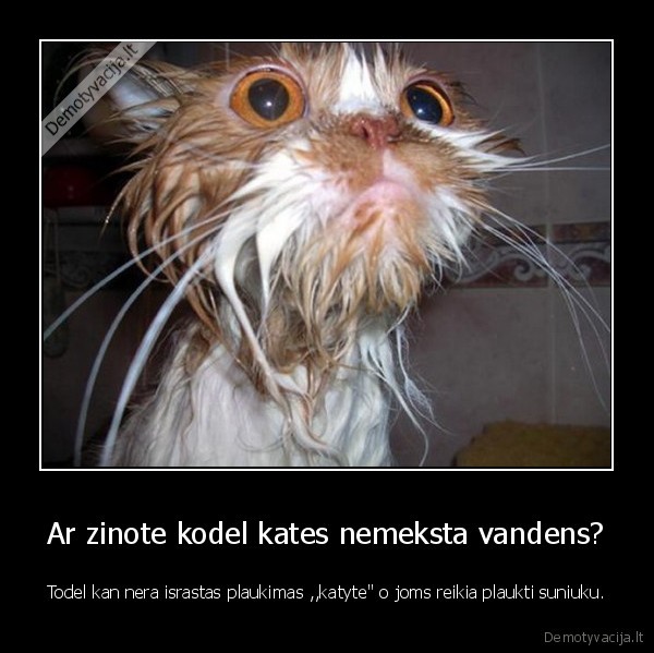 kates, nemyli, vandens, del, sunu, d