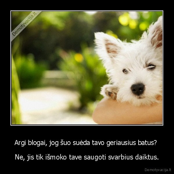 maistas,suniukas