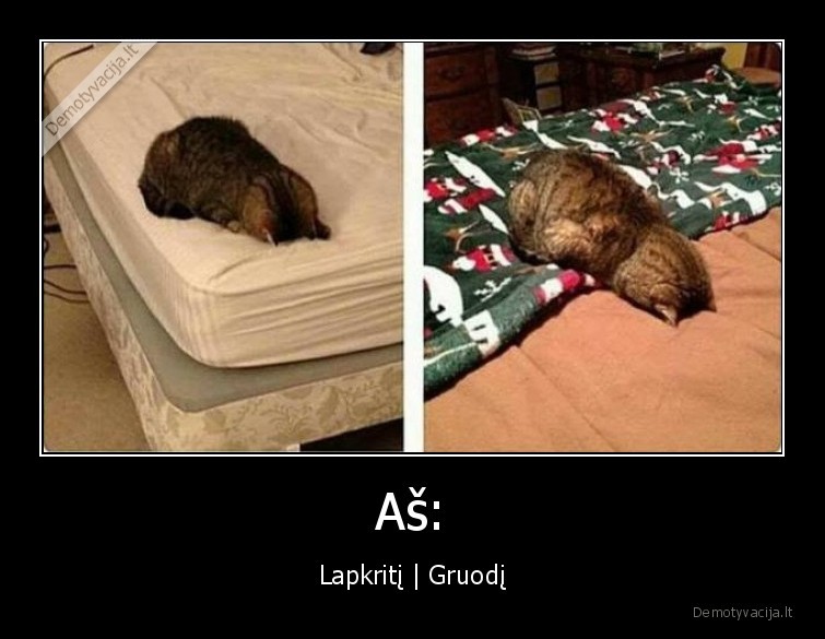kate,katinas,lapkritis,gruodis