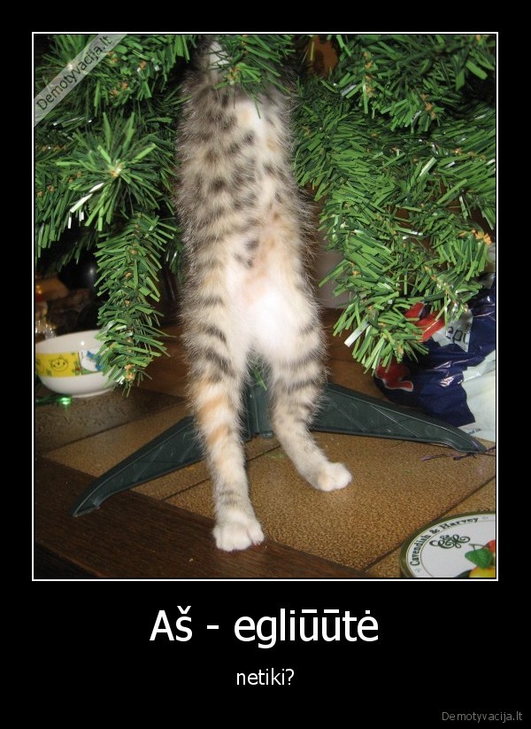 Aš - egliūūtė