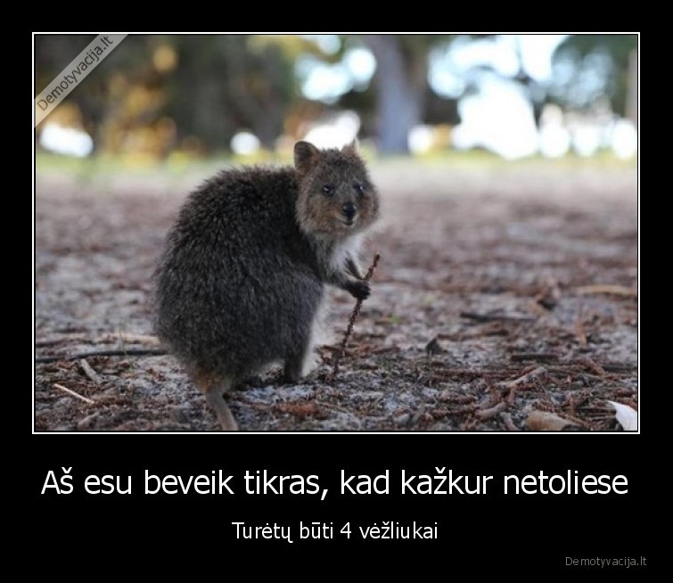 vezliukai, nindzes,ziurke