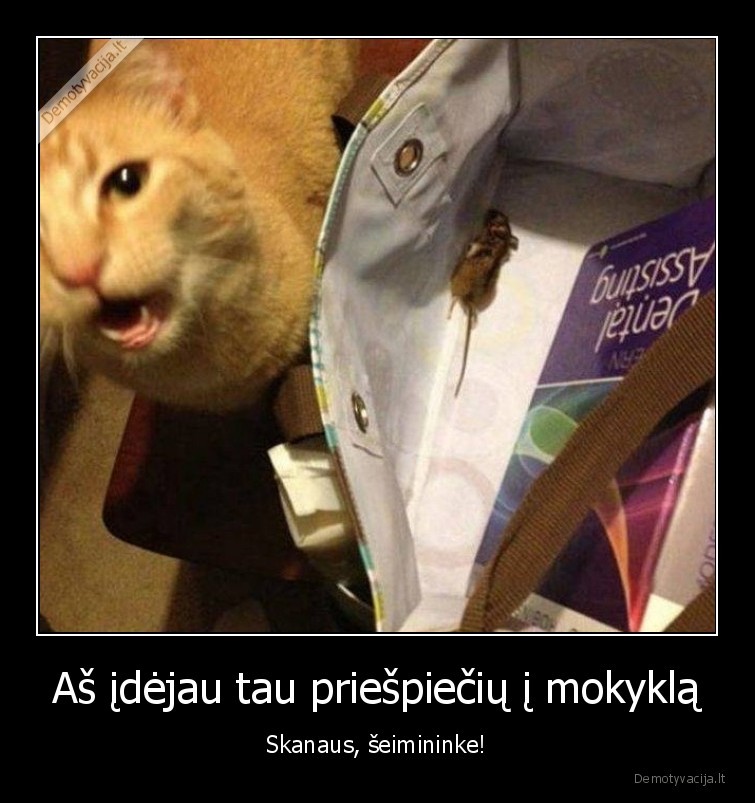 gyvunai,kates,katinai,priespieciai,pele
