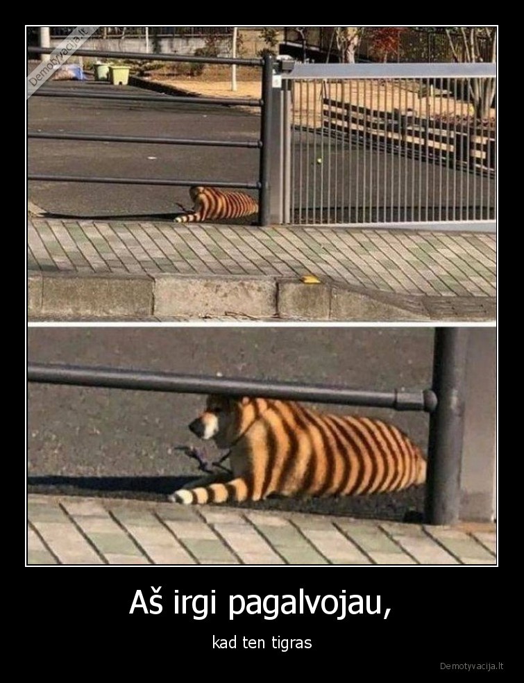 tigras,suo,seselis