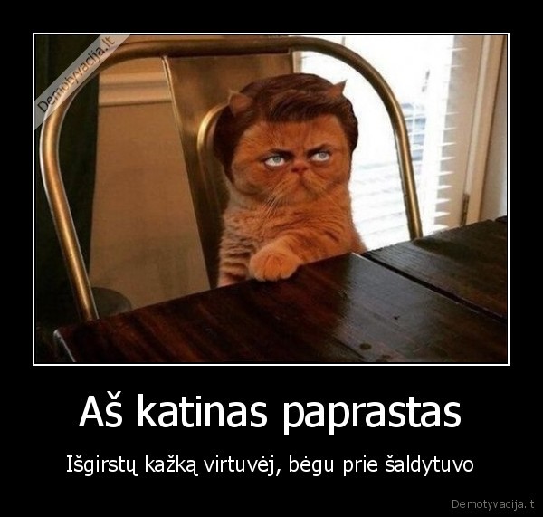 maistas,katinas