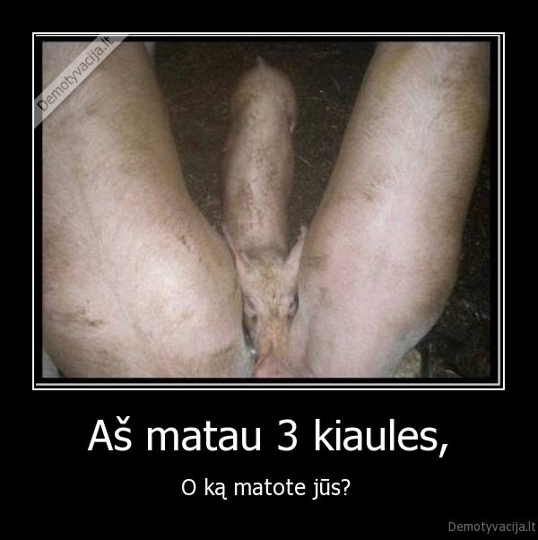 kiaules