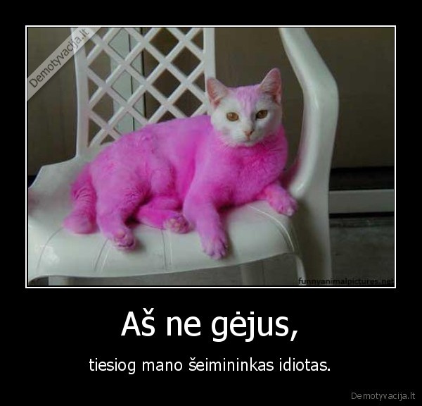 gejus,seimininkas,idiotas,mylimiausias, fyfu, katinas