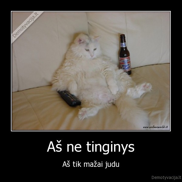 tinginys,katinas