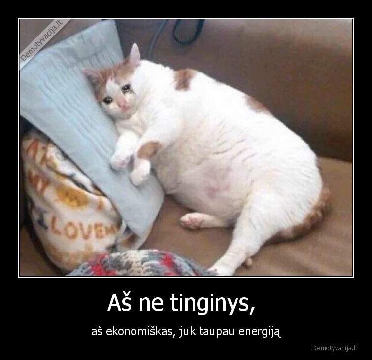 tinginys,katinas,storas