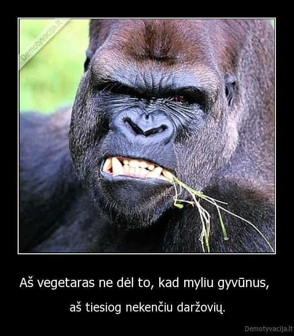 Aš vegetaras ne dėl to, kad myliu gyvūnus, 