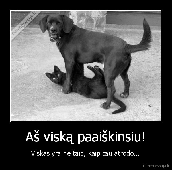 Aš viską paaiškinsiu!