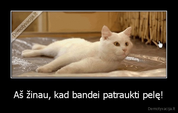Aš žinau, kad bandei patraukti pelę!