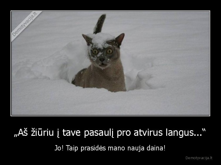 katinas,koksas,sniegas,sel