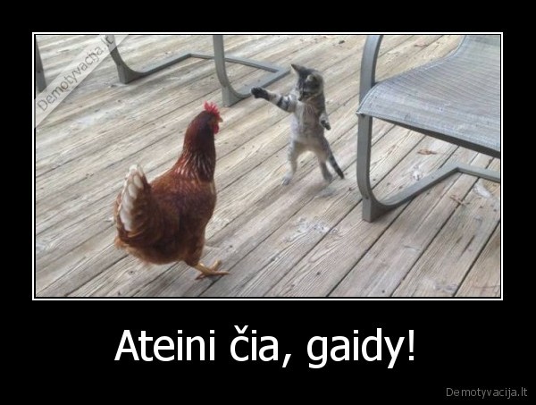 gaidys,katinas