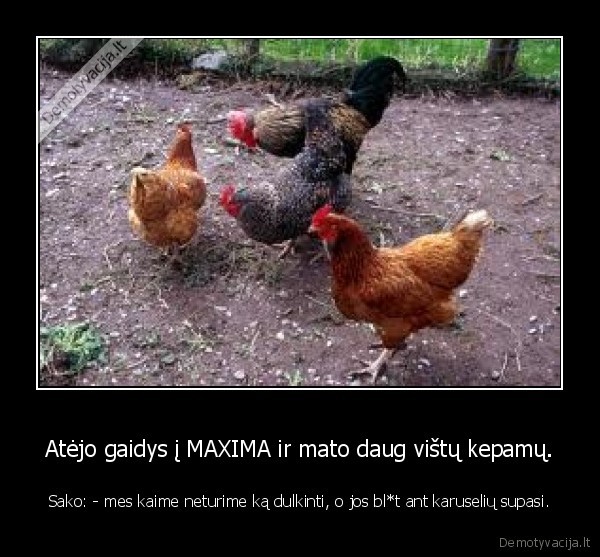 Atėjo gaidys į MAXIMA ir mato daug vištų kepamų.