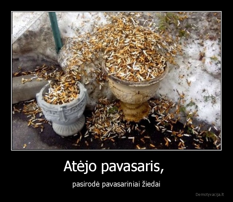 pavasaris,cigaretes,ziedai,sniegas