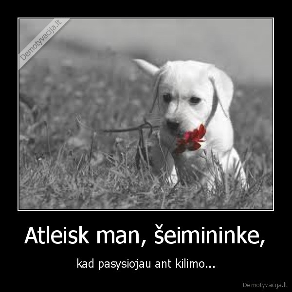 seimininkas,suo,kilimas,sysiukas,atsiprasymas