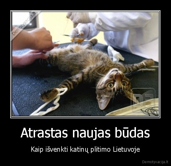 kastracija,katinai