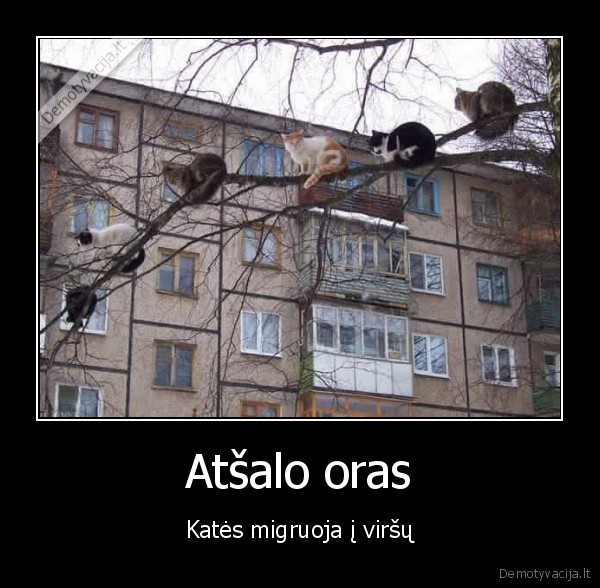 kates,migracija,virsus,medis