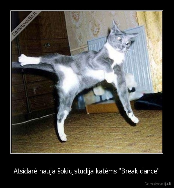 Atsidarė nauja šokių studija katėms &quot;Break dance&quot;
