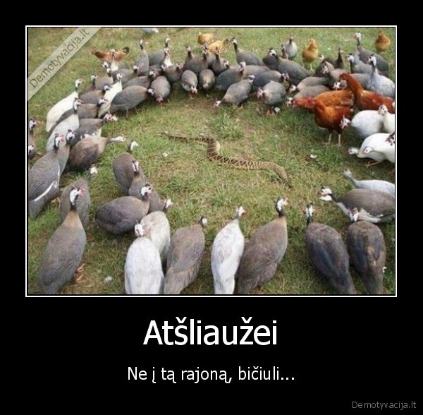 gyvate,pauksciai